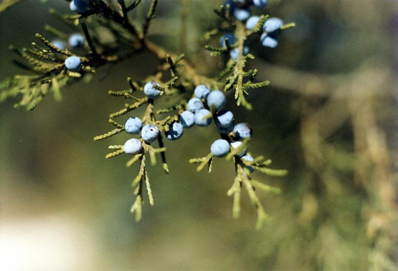 14 Juniper berries