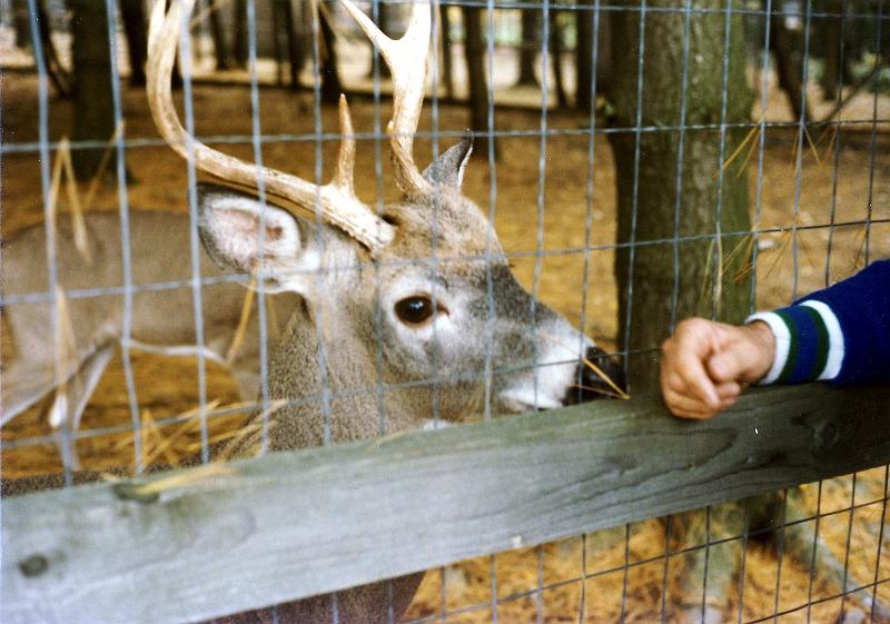 04 White-tailed deer