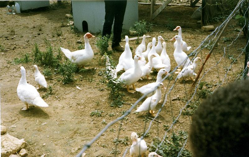 11 Ducks. The all-white ones are Long Island Runners, the one with a red patch on its face is a Muscovy.