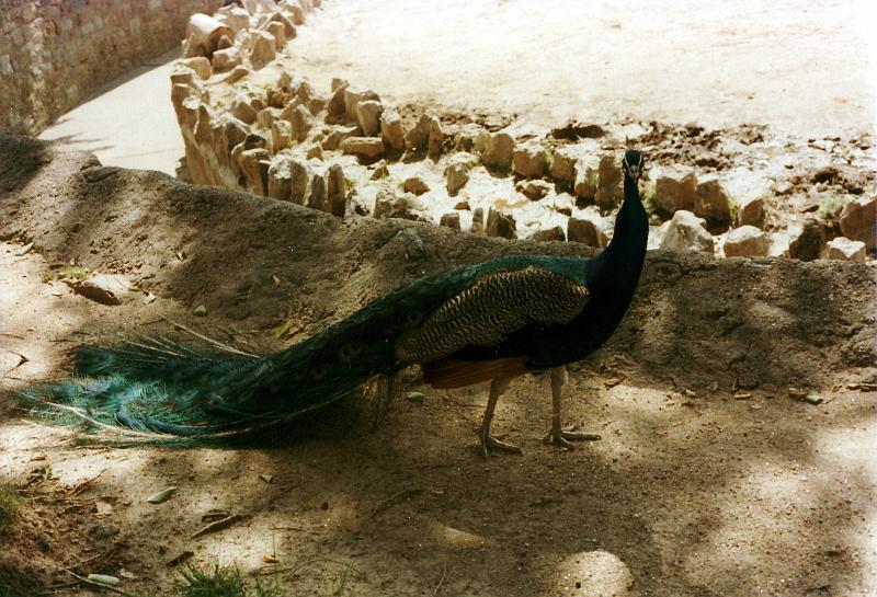 13 Peacock
