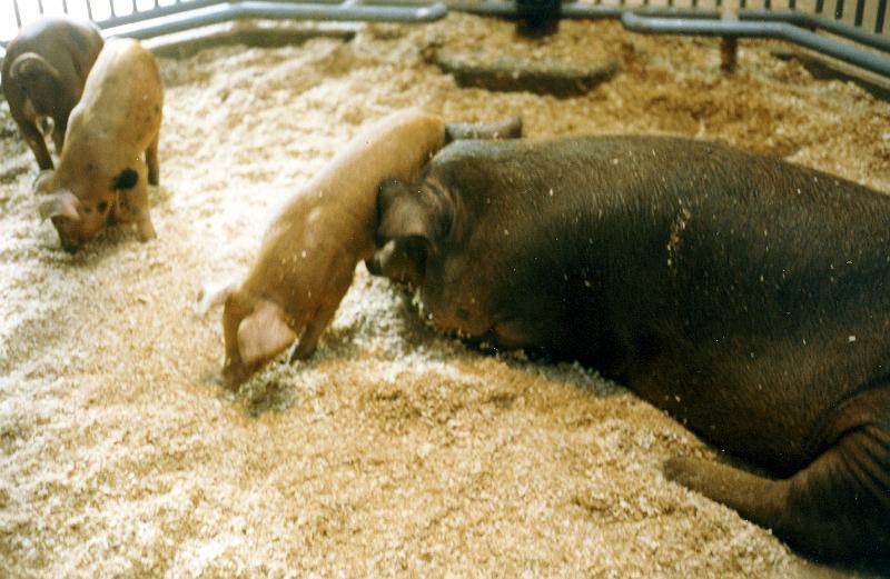 16 Politicians.  Oops!  Pigs.