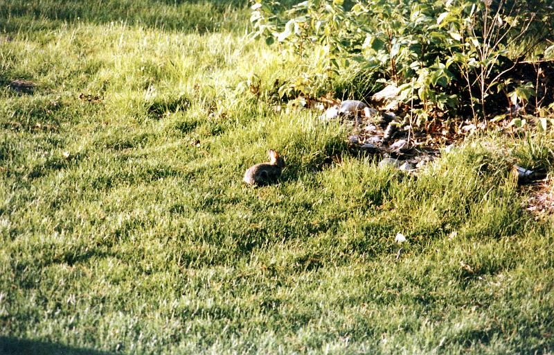 18 Bunny rabbit.  Taken in the wild (at great personal risk).