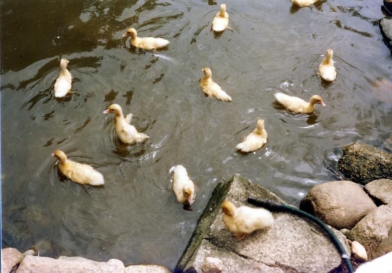 19 Ducklings
