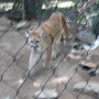 Mountain Lion