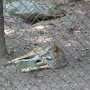Coyote