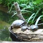 Turtles