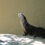 Otter