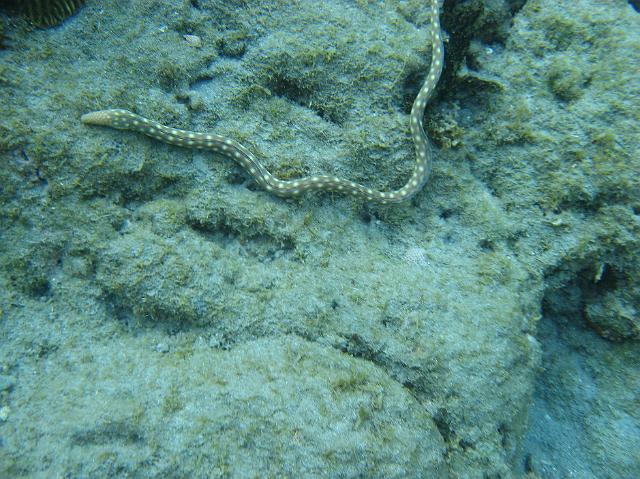 IMG_2241.JPG